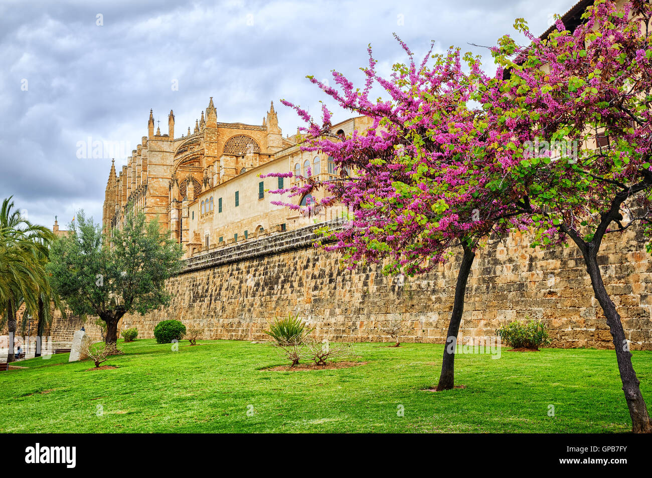 Cerisier en fleurs rouge en face de la Seu, la cathédrale de Palma de Mallorca, Espagne Banque D'Images