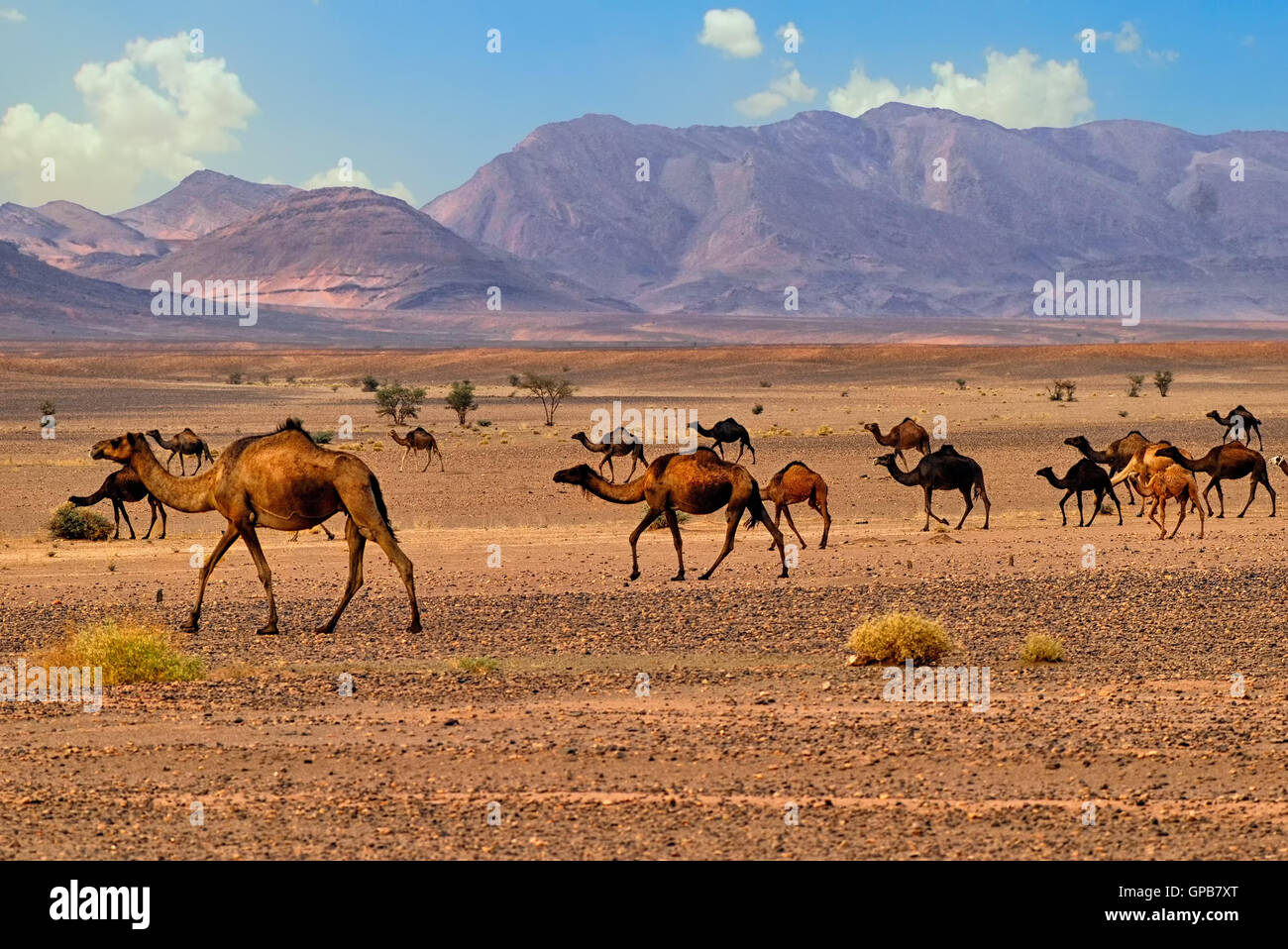 Un troupeau de dromadaire chameaux dans le Sahara, le Maroc, l'Afrique