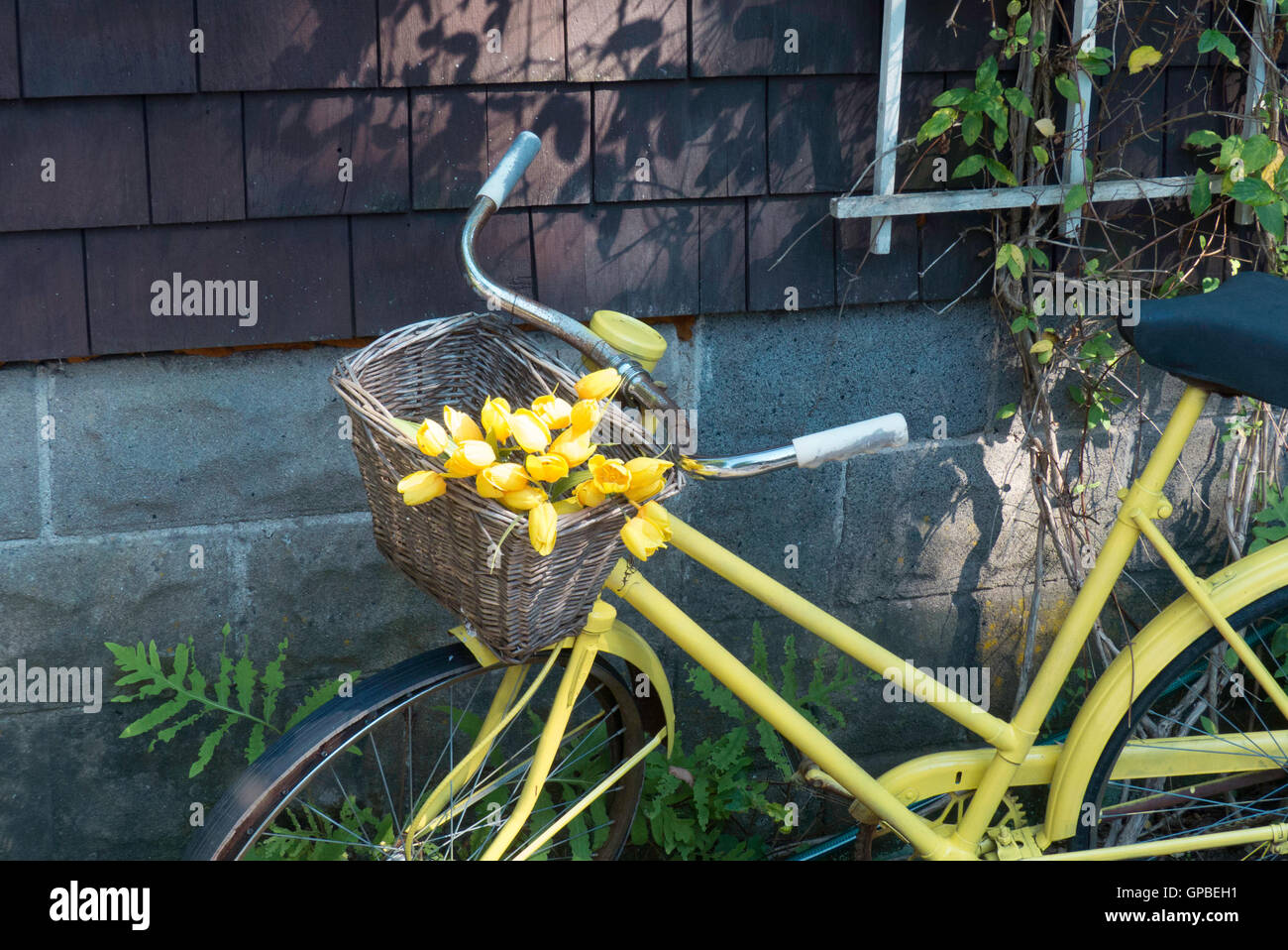 Vélo Jaune avec tulipes jaunes dans panier reposant sur le côté du bâtiment Banque D'Images