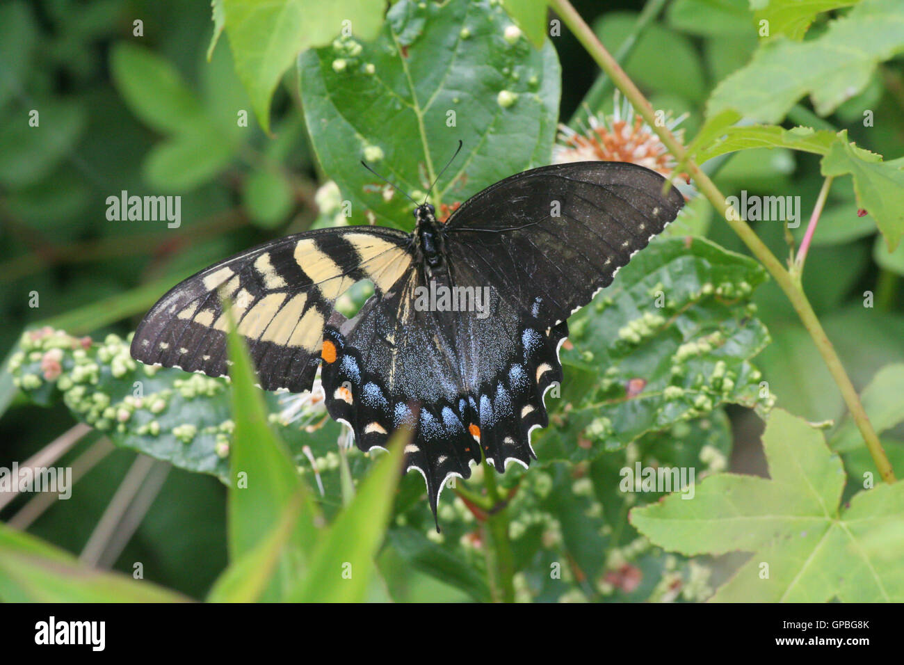 Une mosaïque (ou éventuellement gynandromorphe) papillon à queue de cygne de l'est (Papilio glaucus) à la réserve naturelle nationale de Big Oaks, Indiana, États-Unis Banque D'Images