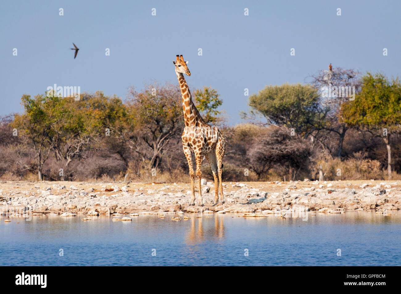 Giraphe dans un étang dans le Parc National d'Etosha en Namibie, Afrique ; Concept pour voyager en Afrique et Safari Banque D'Images Giraphe dans un étang dans le Parc National d'Etosha en Namibie, Afrique ; Concept pour voyager en Afrique et Safari Banque D'Images