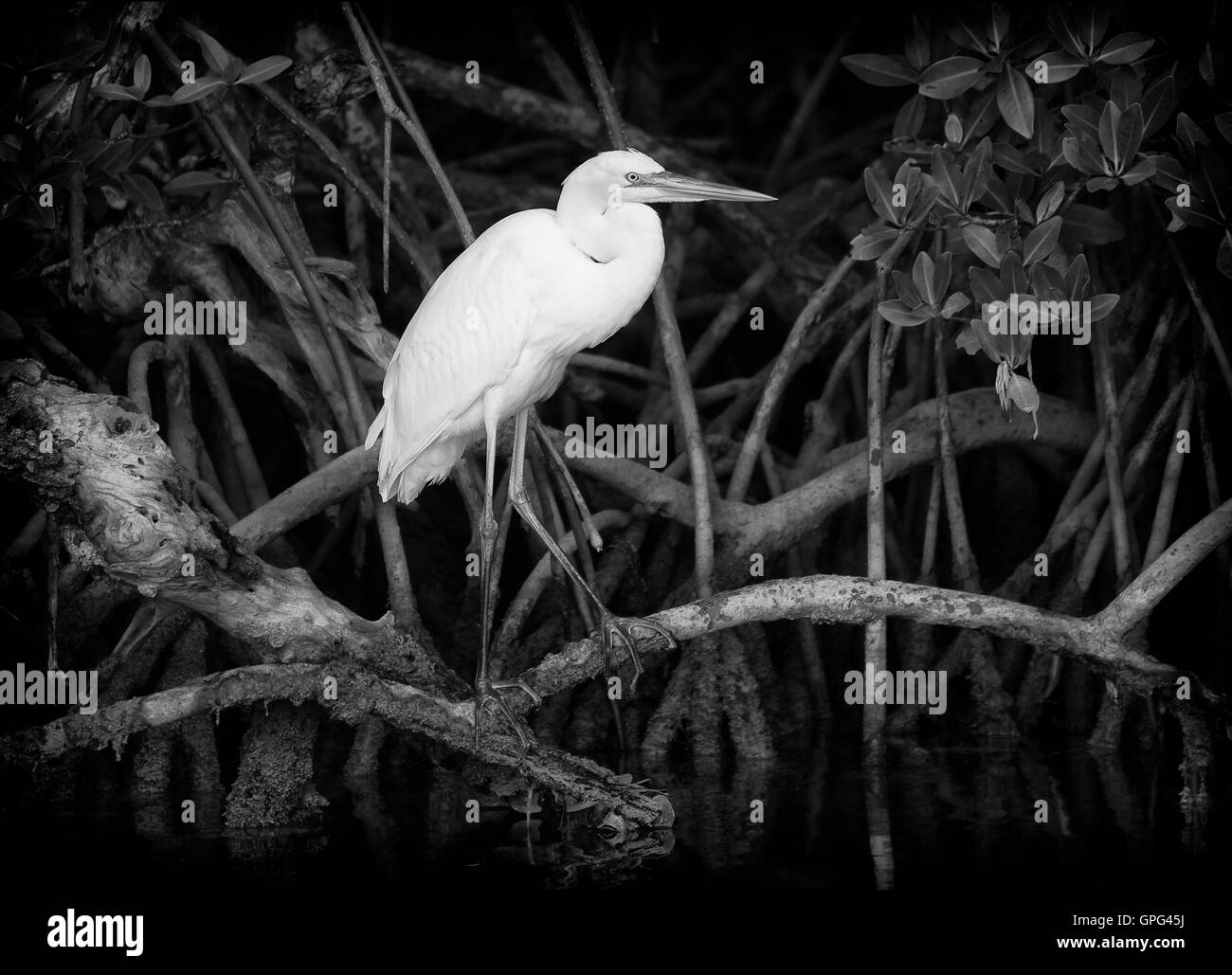 Grand Héron blanc erre les racines de mangroves qui bordent les eaux du chenal Sud, Son Largo, Floride Banque D'Images