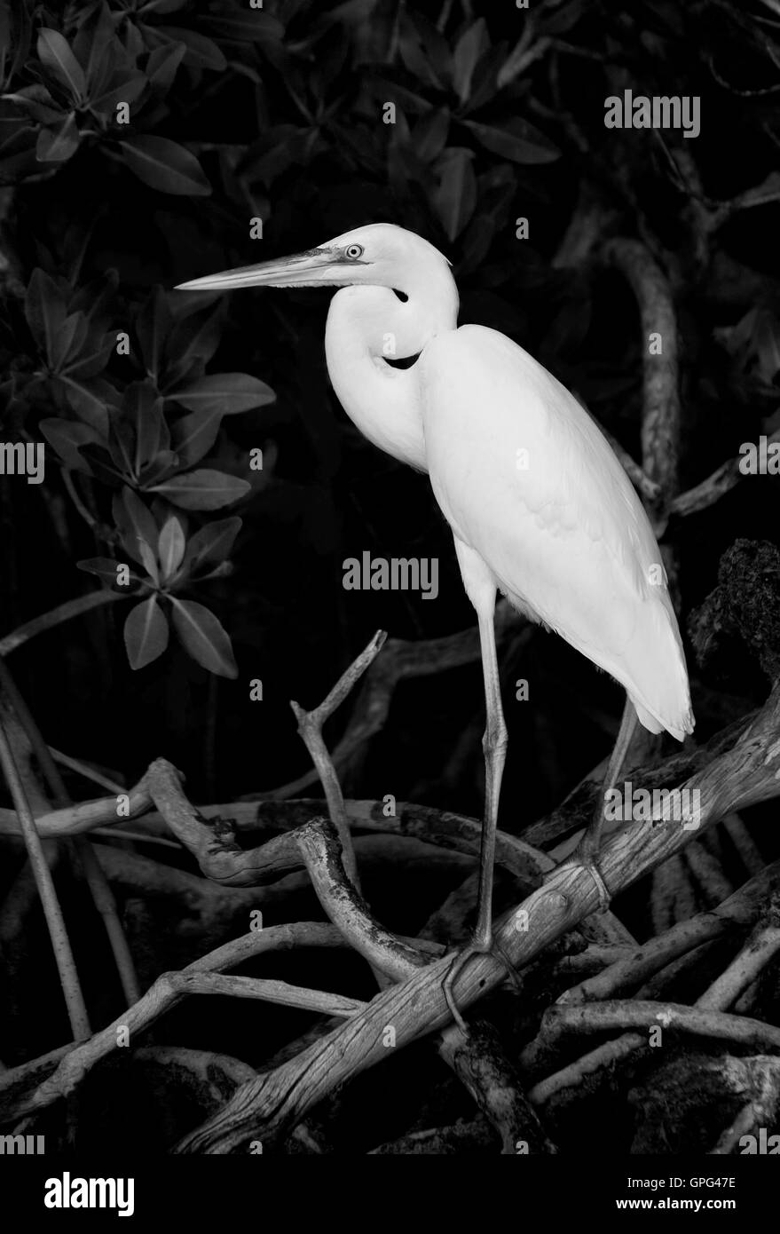 Un jeune Grand Héron blanc niché au milieu de l'enchevêtrement de racines de mangroves tropicales le long du chenal sud de Largo, sonore, Pennecamp Banque D'Images