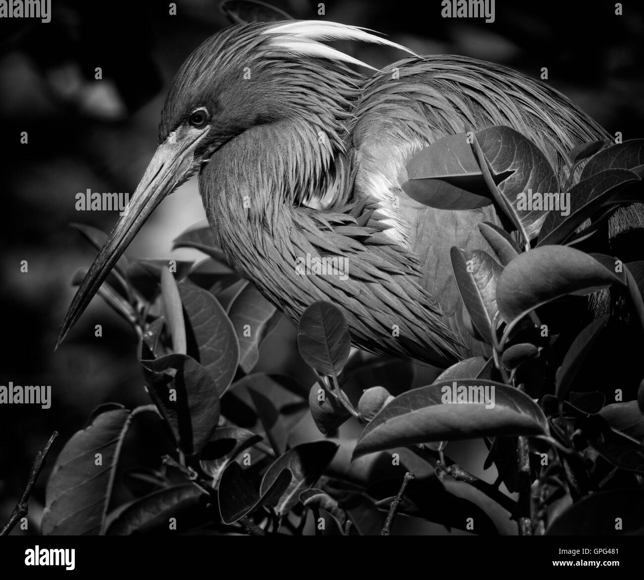 La Louisiane ou Heron Egretta tricolor dans un traitement en noir et blanc montrant sa plume exquise de textures et l'éclairage. Banque D'Images