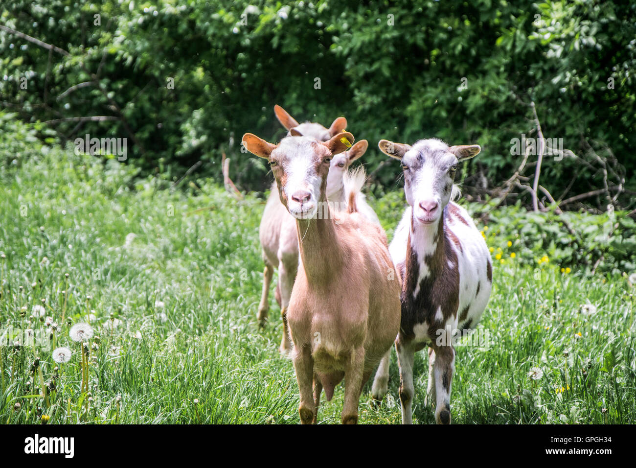 Les chèvres dans la nature. Banque D'Images