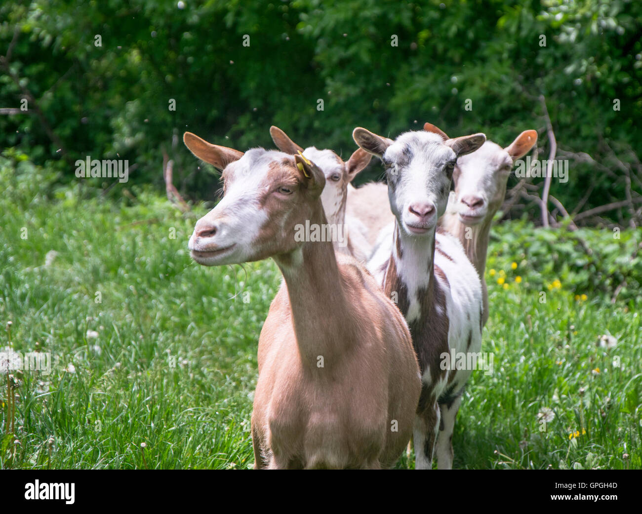 Les chèvres dans la nature. Banque D'Images
