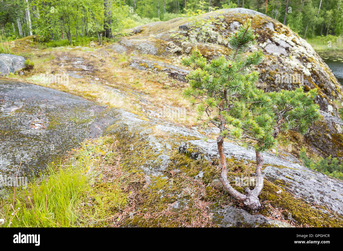 Petit sapin vert et l'herbe de pousser sur les rochers de la côte du lac Ladoga. Paysage russe du nord Banque D'Images