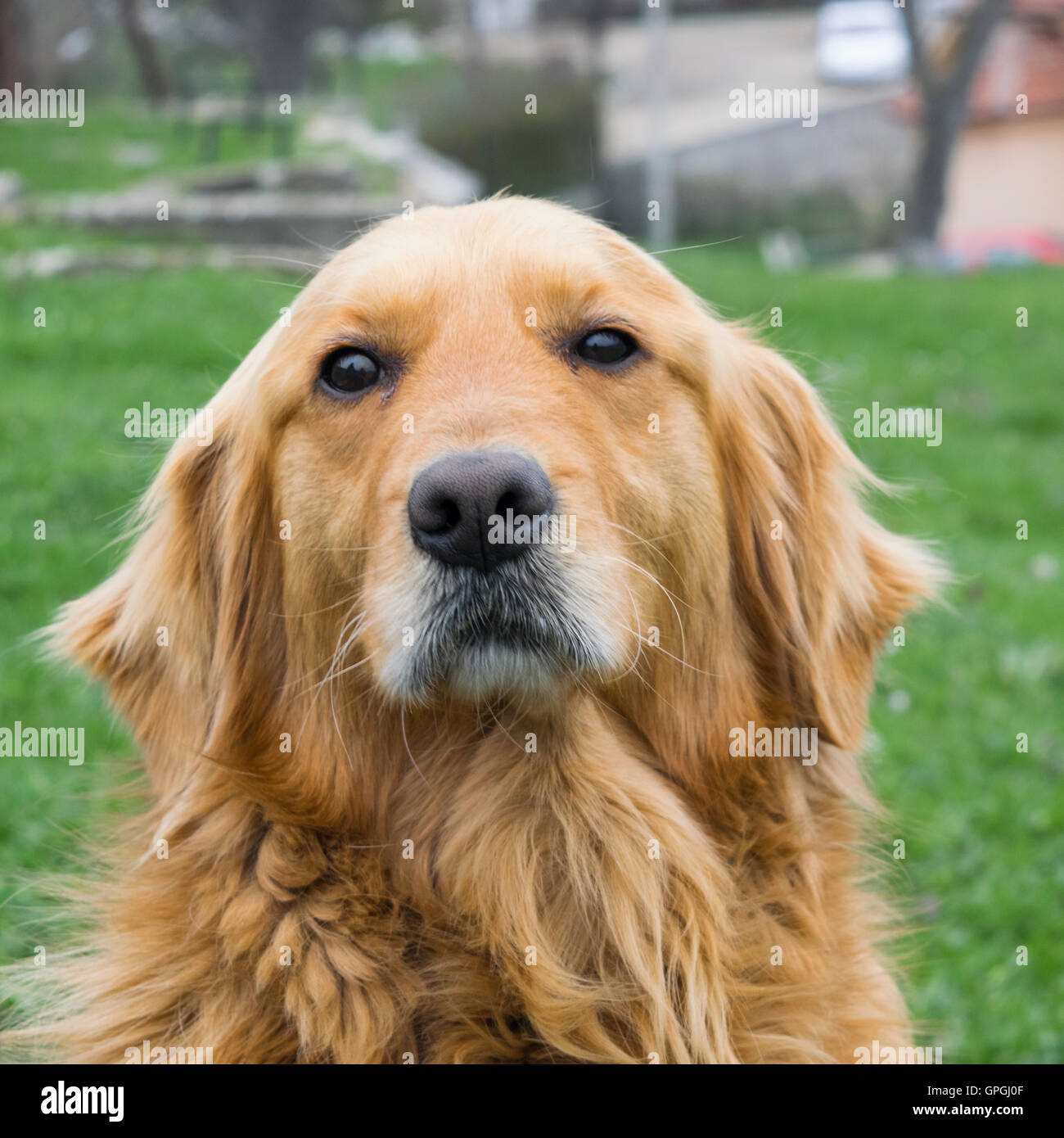 Golden Retriever chien sans laisse à l'extérieur dans la nature sur un jour nuageux. Banque D'Images
