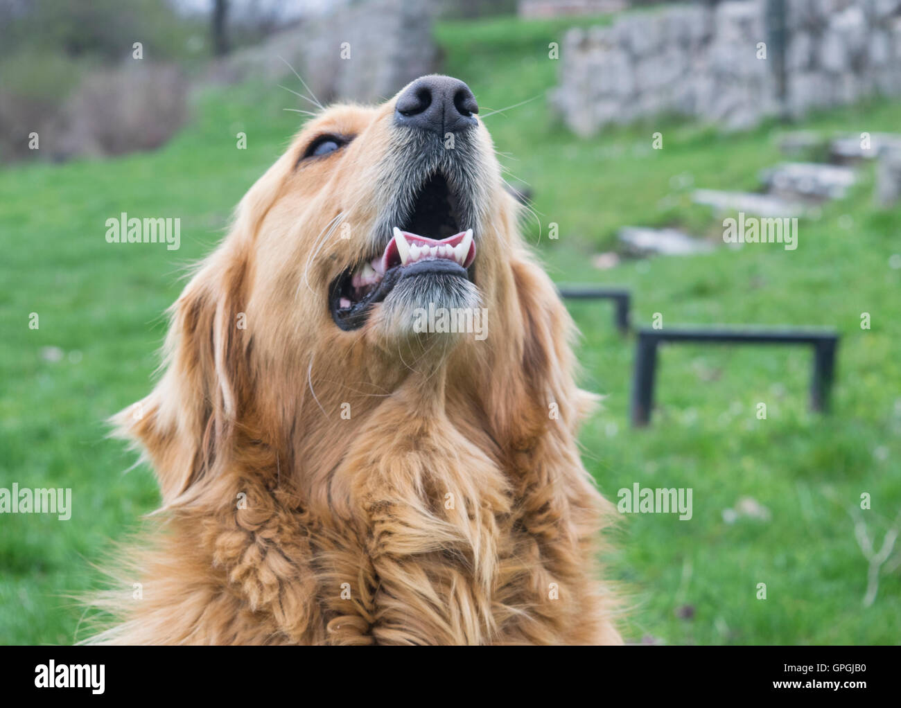 Golden Retriever chien sans laisse à l'extérieur dans la nature sur un jour nuageux. Banque D'Images