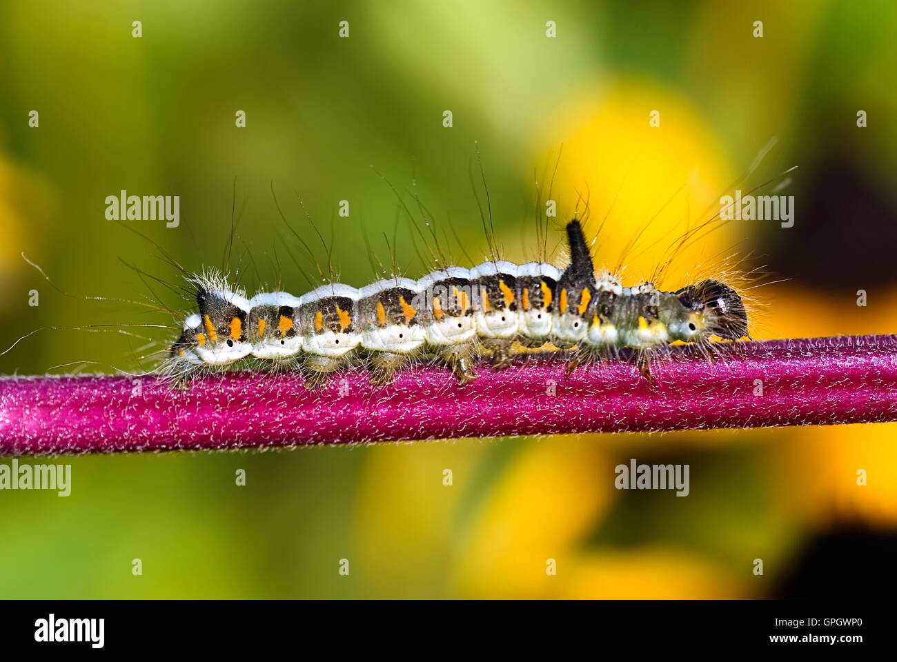 Close up of Gray Dagger moth chenille sur la feuille rouge tige. Banque D'Images