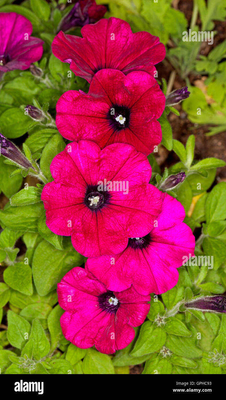 Grappe de rouge vif / magenta fleurs de pétunias, de superbes fleurs de printemps fleurs annuelles sur fond de feuillage vert Banque D'Images