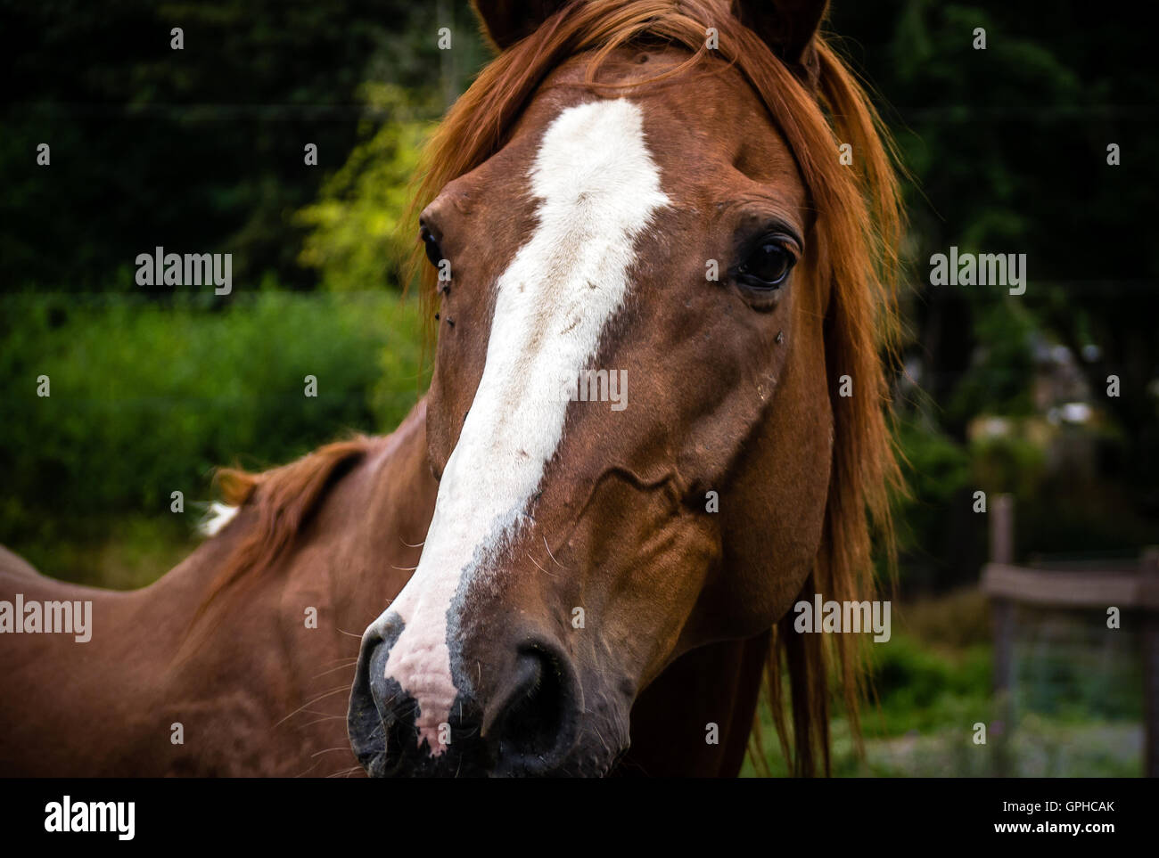 Un cheval baie fixe de retour à l'appareil photo Banque D'Images