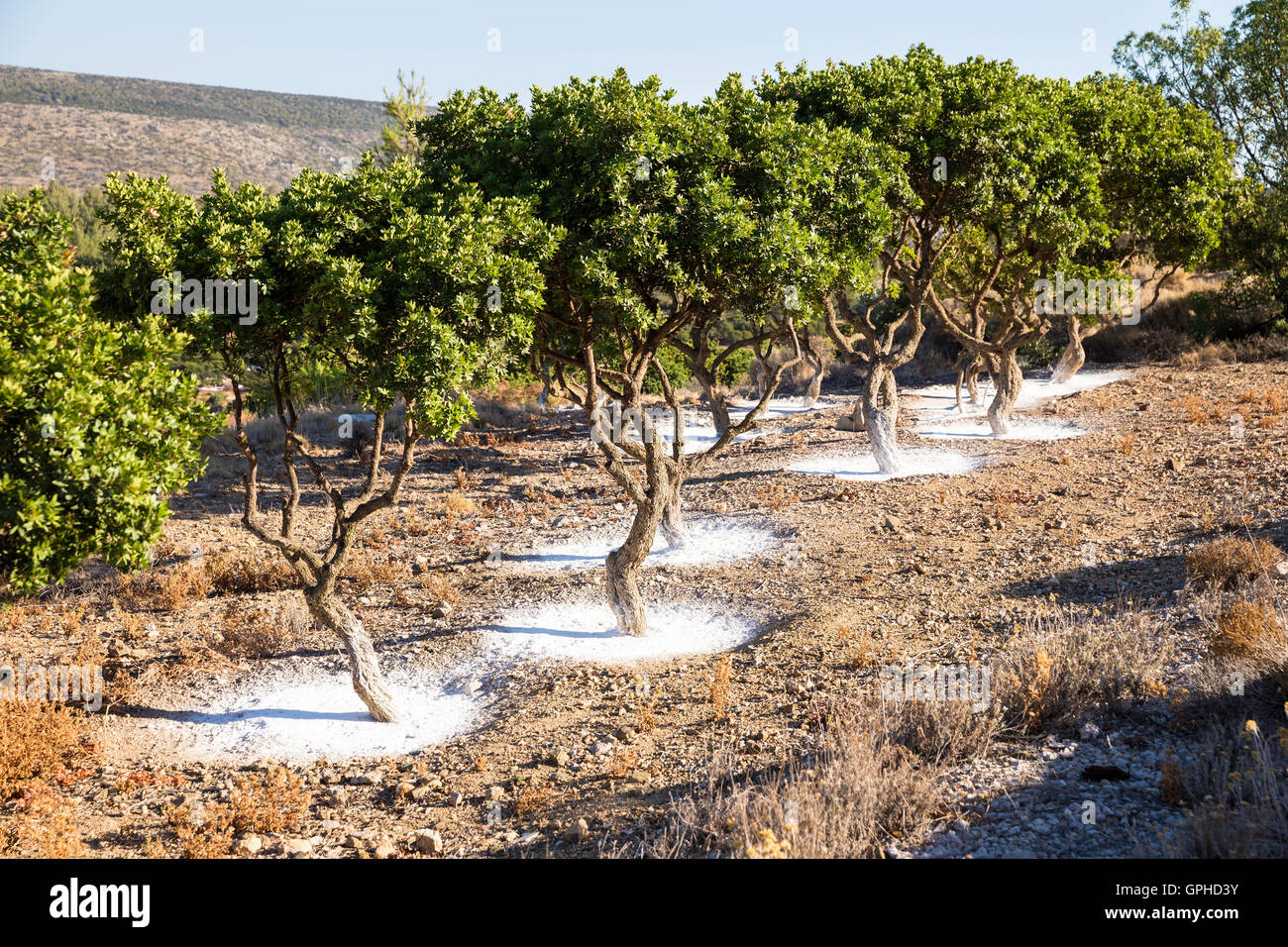 Jardin de mastic sur l'île de Chios, Grèce Photo Stock - Alamy