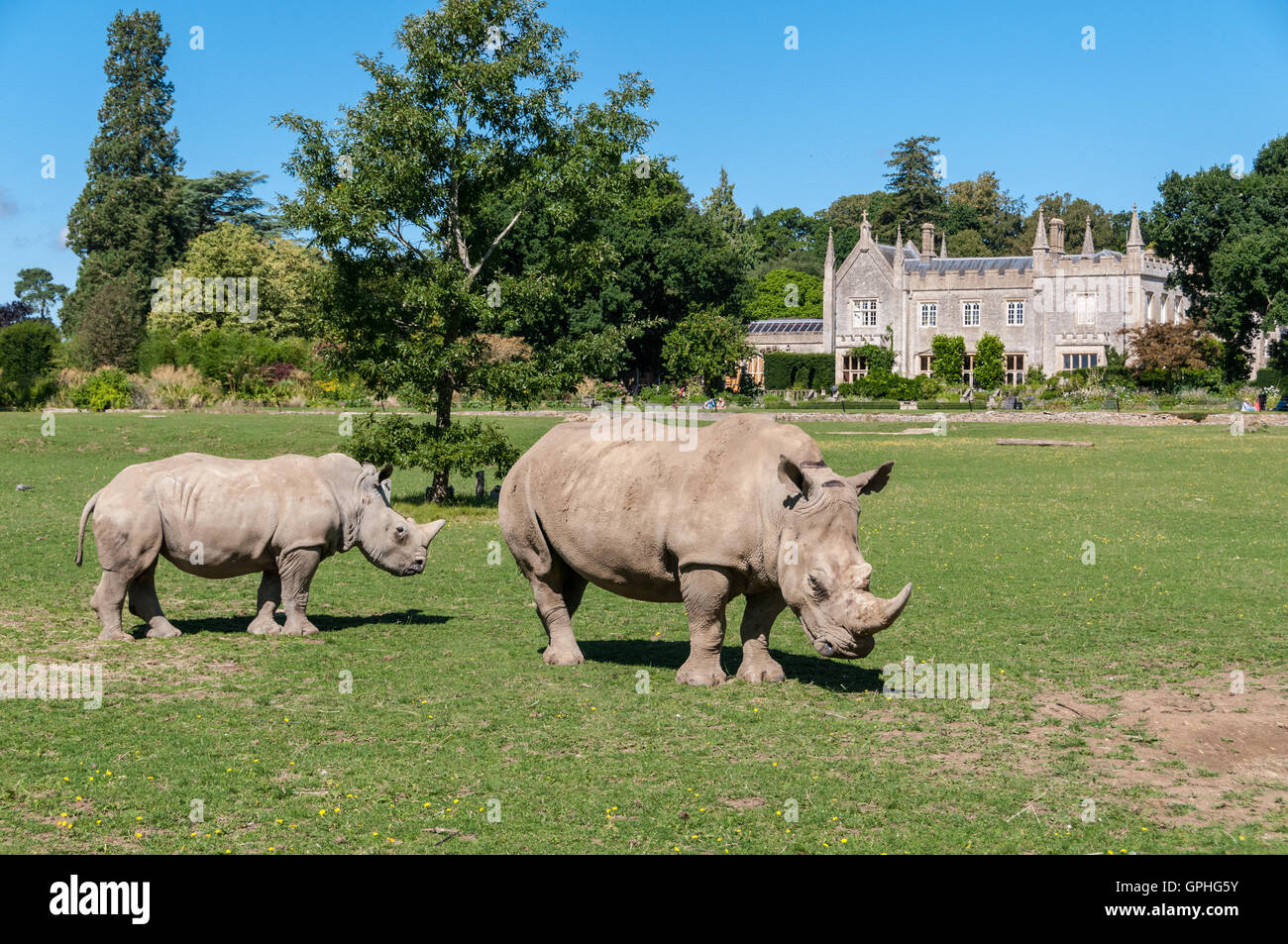 Les rhinocéros dans les Cotswold Wildlife Park, Oxfordshire, Royaume-Uni Banque D'Images