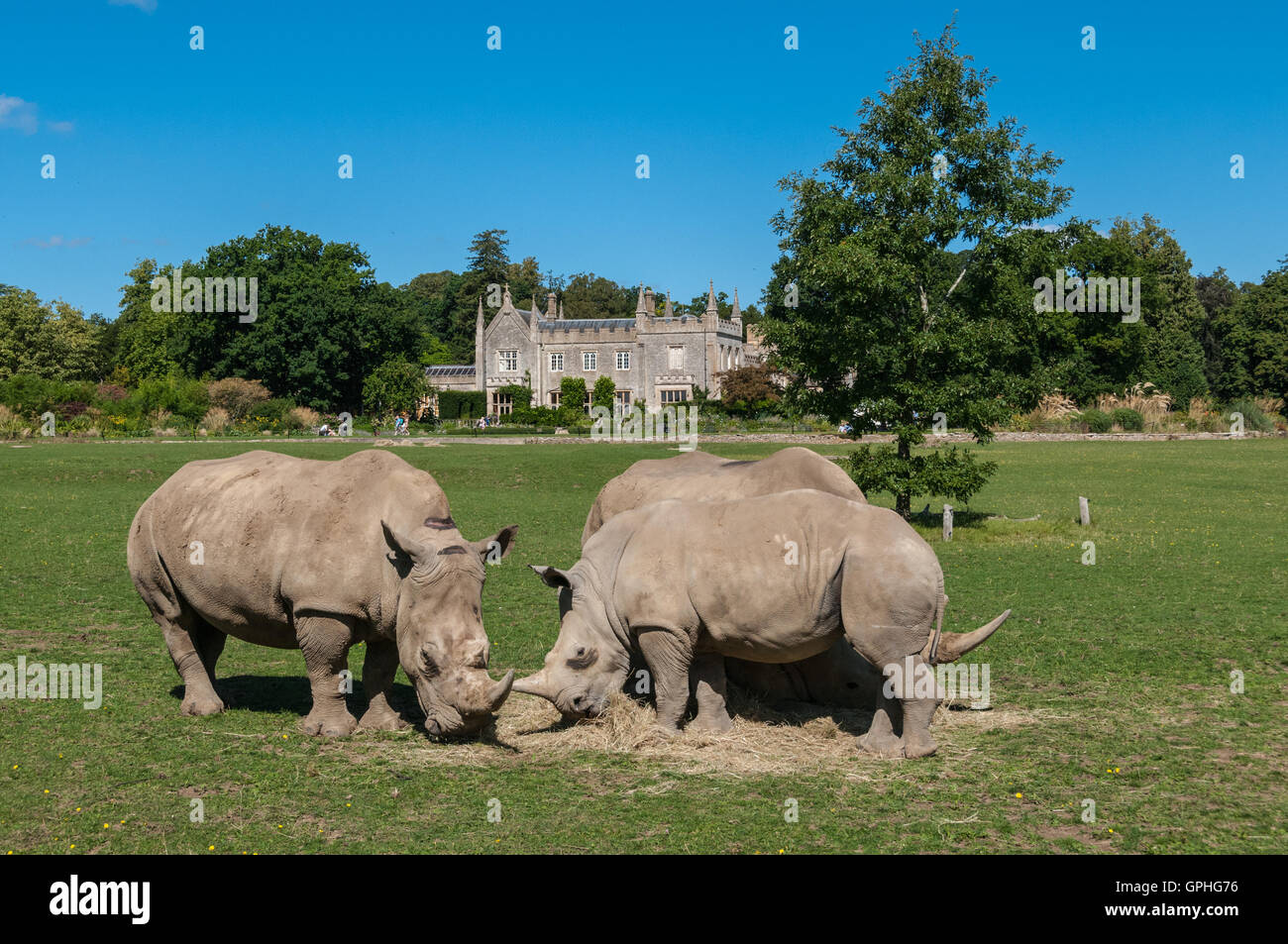 Les rhinocéros dans les Cotswold Wildlife Park, Oxfordshire, Royaume-Uni Banque D'Images