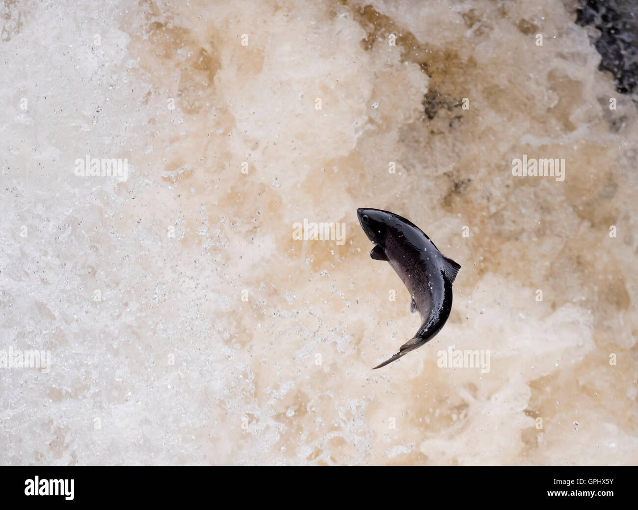 Un saumon atlantique (Salmo salar) pouvoirs c'est manière jusqu'Rogie tombe en Ecosse Banque D'Images