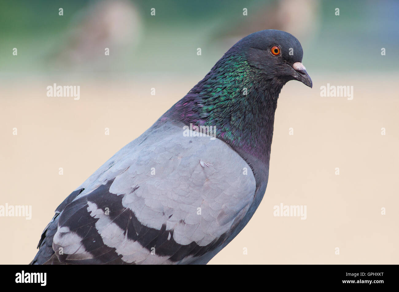 Un portrait d'un pigeon avec une belle plume plumes. Banque D'Images