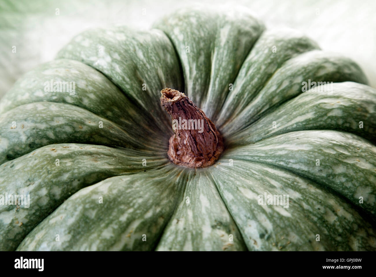 Big Green pumpkin close-up Banque D'Images