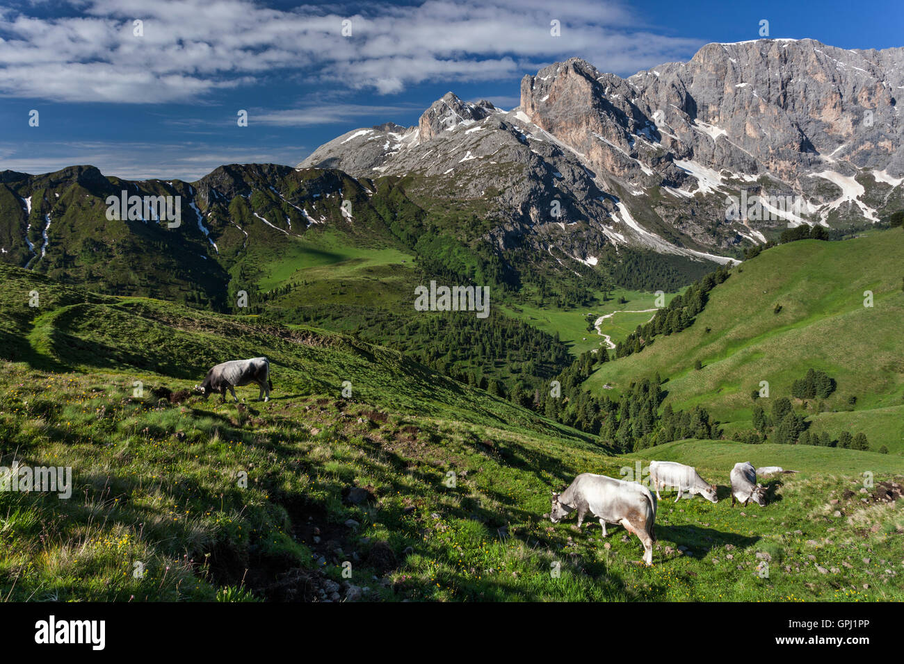 Vaches alpines paissant dans la prairie à Duron dans la vallée Dolomites, Italie Banque D'Images