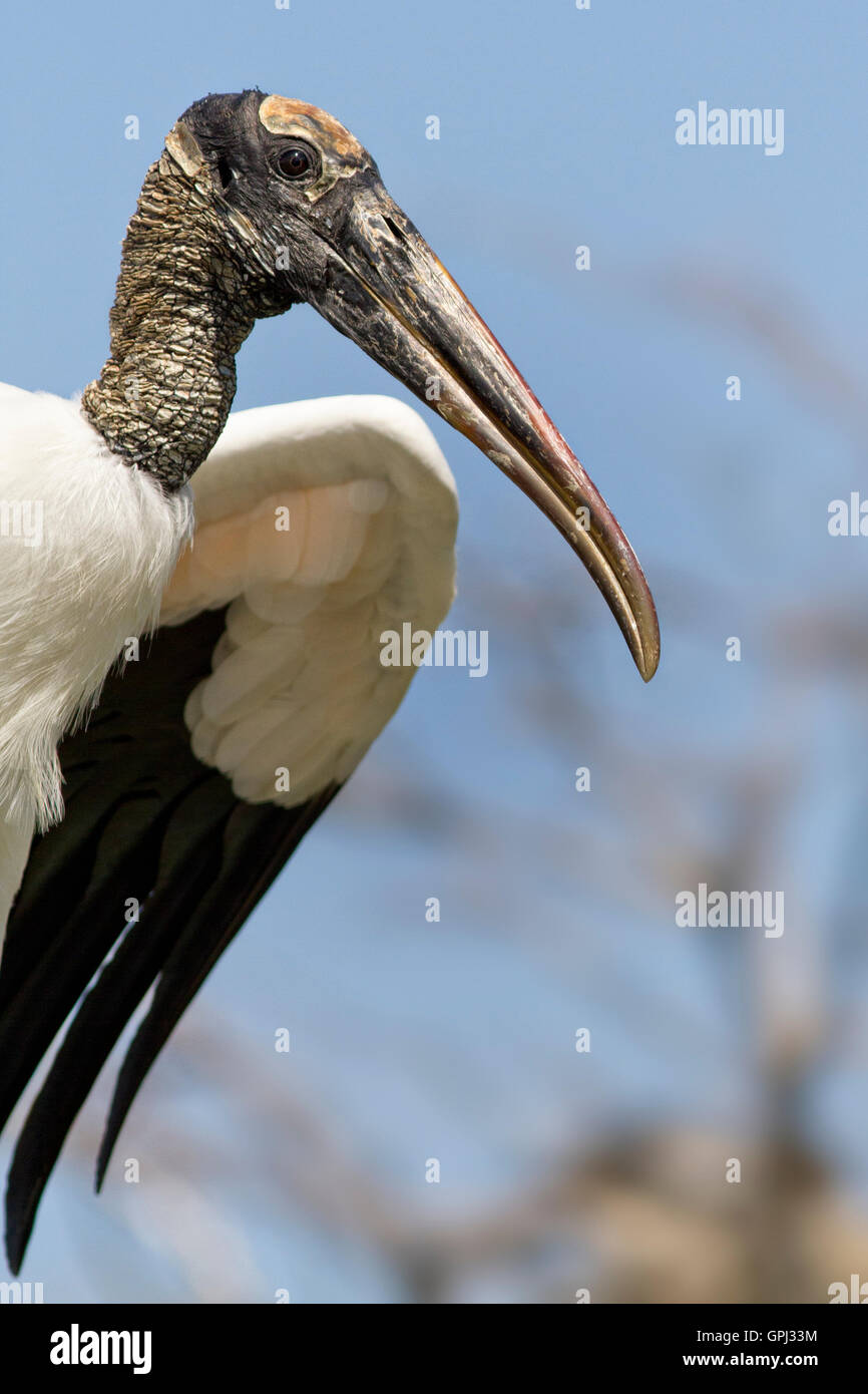 Cigogne en bois Vue de profil comme il atterrit à la rookerie avec épaulement/aile. Banque D'Images