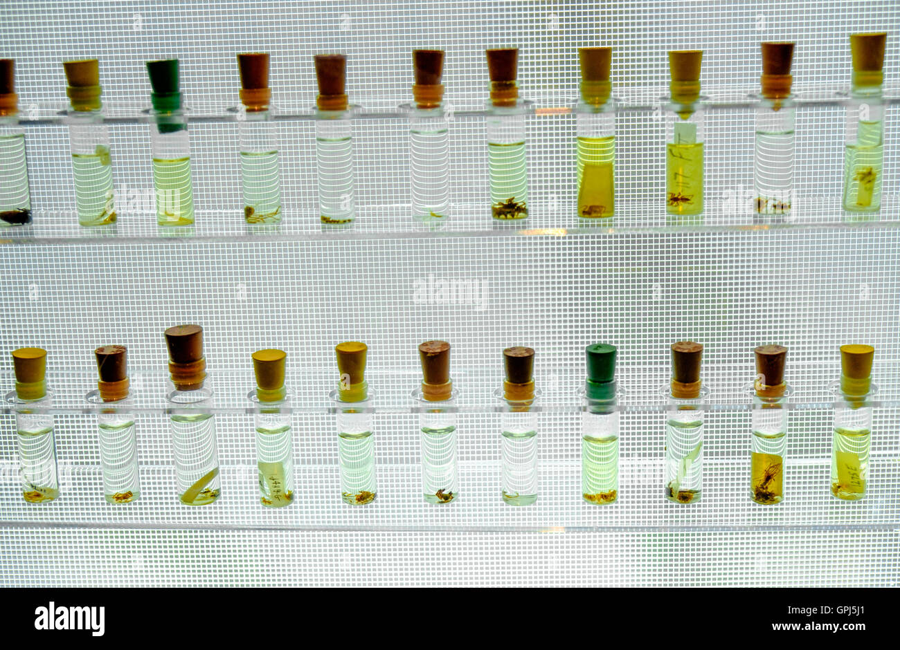 Araignées dans des tubes de verre de spécimen dans 'Saraignées vivant !" exposition dans le musée de la Science de Boston, USA Banque D'Images