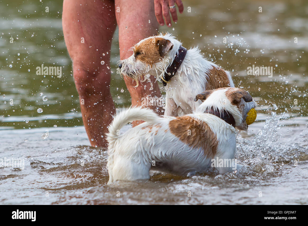 L'homme joue avec Parson Russell Terrier dans la rivière Banque D'Images