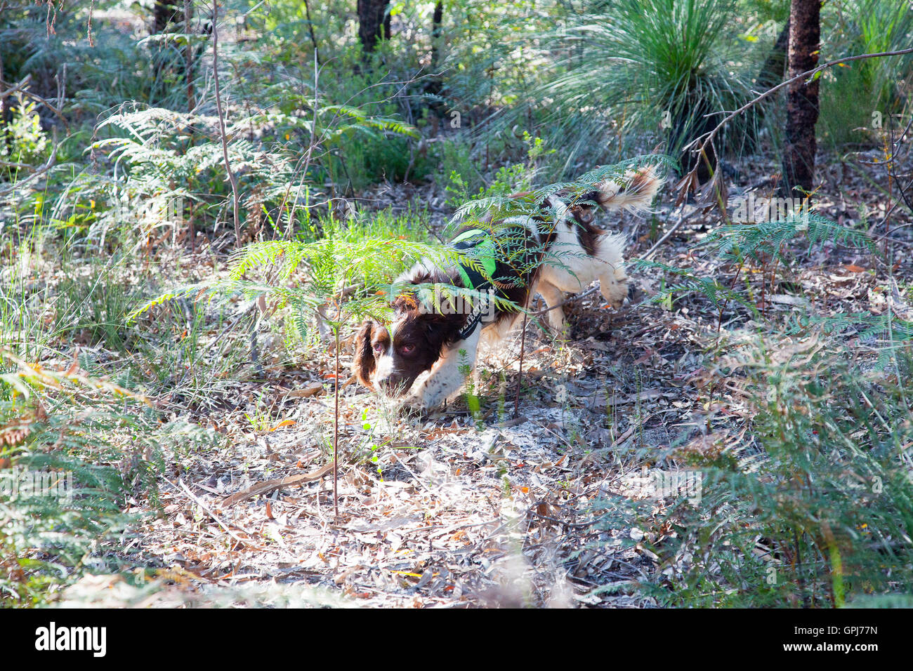 Chien de détection des animaux sauvages, de la vis. Le Parc National de Black Rock, NSW, Australie Banque D'Images