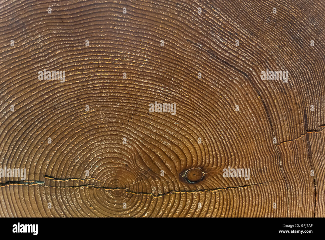 Les anneaux de croissance des arbres - Mesure de temps Banque D'Images