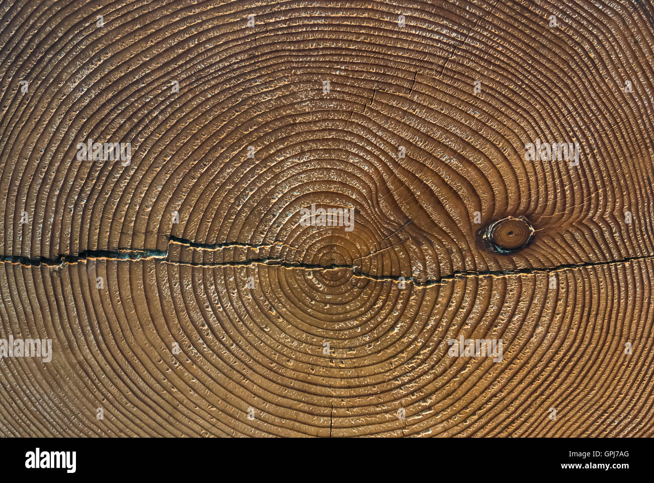 Les anneaux de croissance des arbres - Mesure de temps Banque D'Images