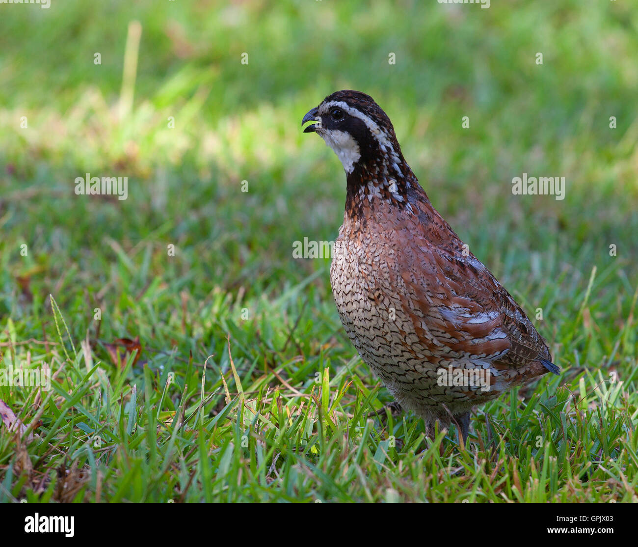 Homme de Virginie qui est sur certains Green grass Banque D'Images