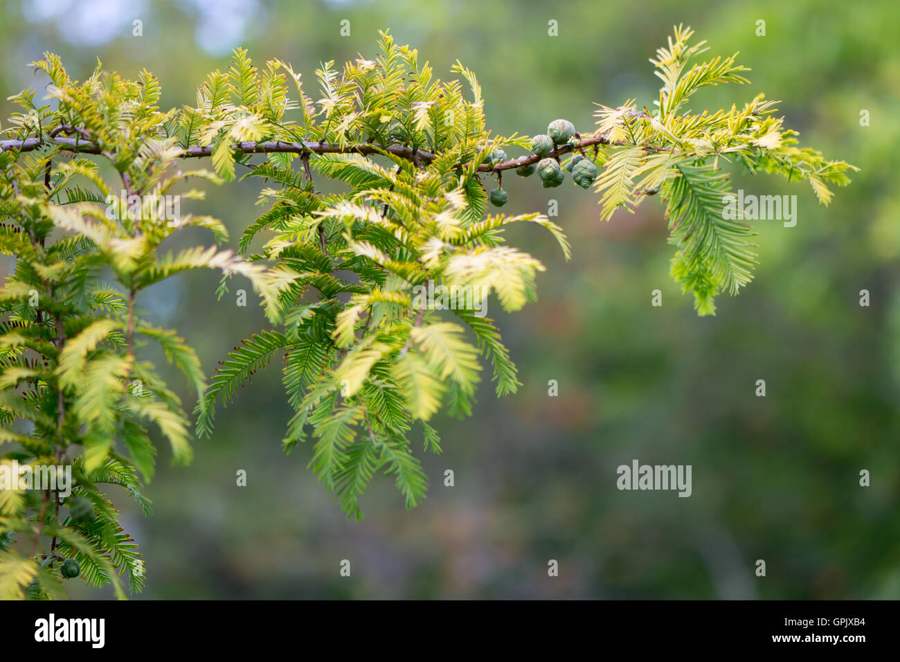 L'arbre (Metasequoia glyptostroboides). Les feuilles jaunes des espèces en conifère originaire de Chine, alias l'aube bois rouge Banque D'Images