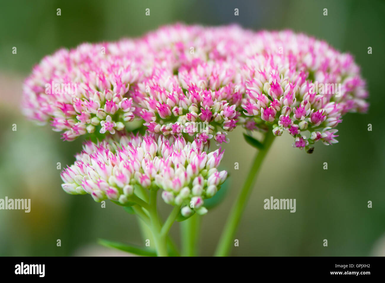 Sedum spectabile 'Iceberg' inflorescence rose et blanc des aka Hylotelephium spectabile, usine à glace, showy stonecrop Banque D'Images