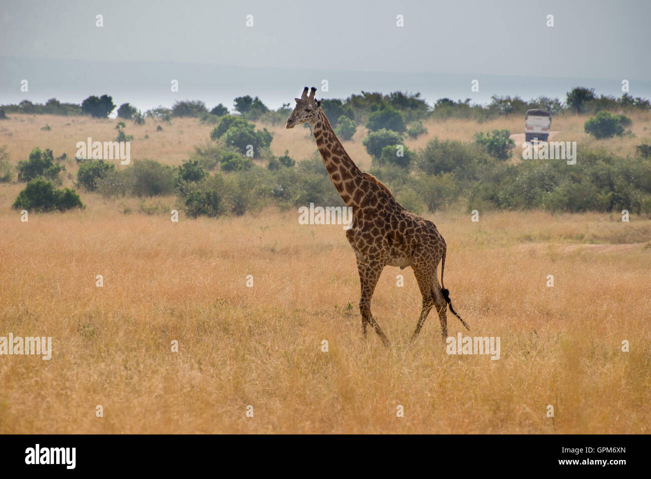 Les Girafes dans la réserve nationale de Masai Mara au Kenya , Afrique du Sud Banque D'Images