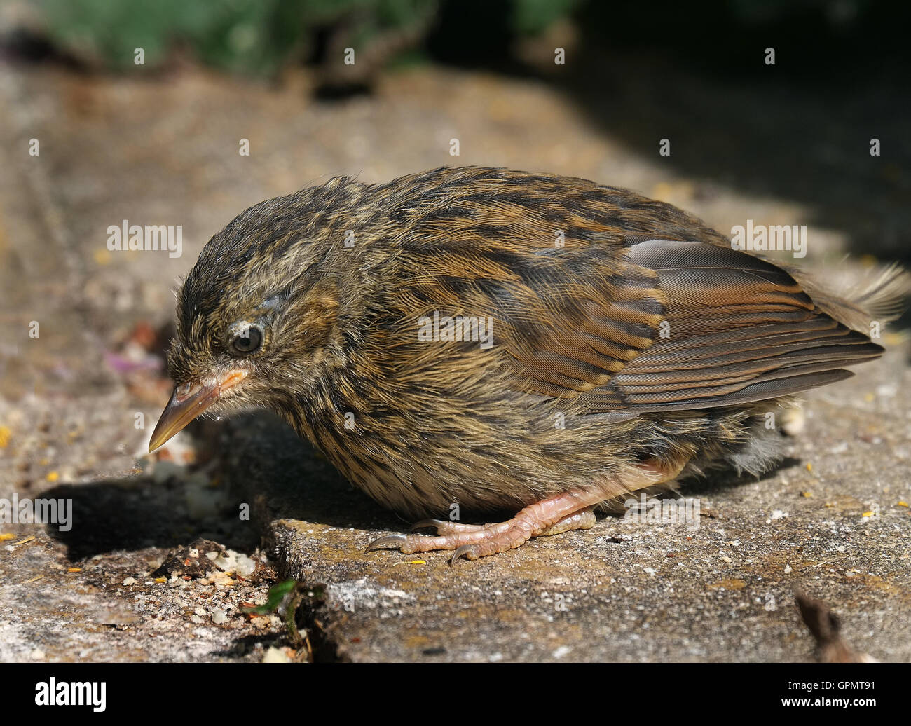 Le nid (Prunella modularis) est un petit oiseau, ou oiseau percheur, dans toute l'Europe tempérée. Banque D'Images