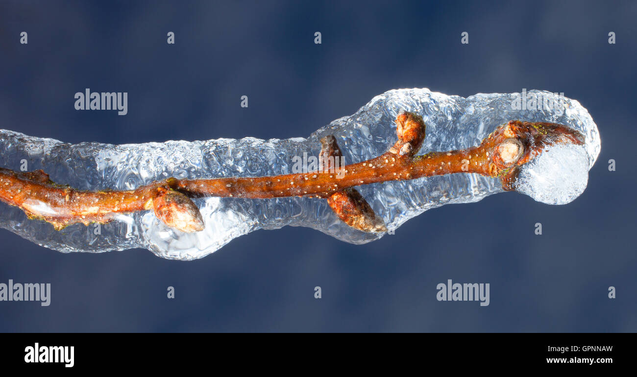 Branche d'un arbre recouvert de glace avec ciel derrière Banque D'Images