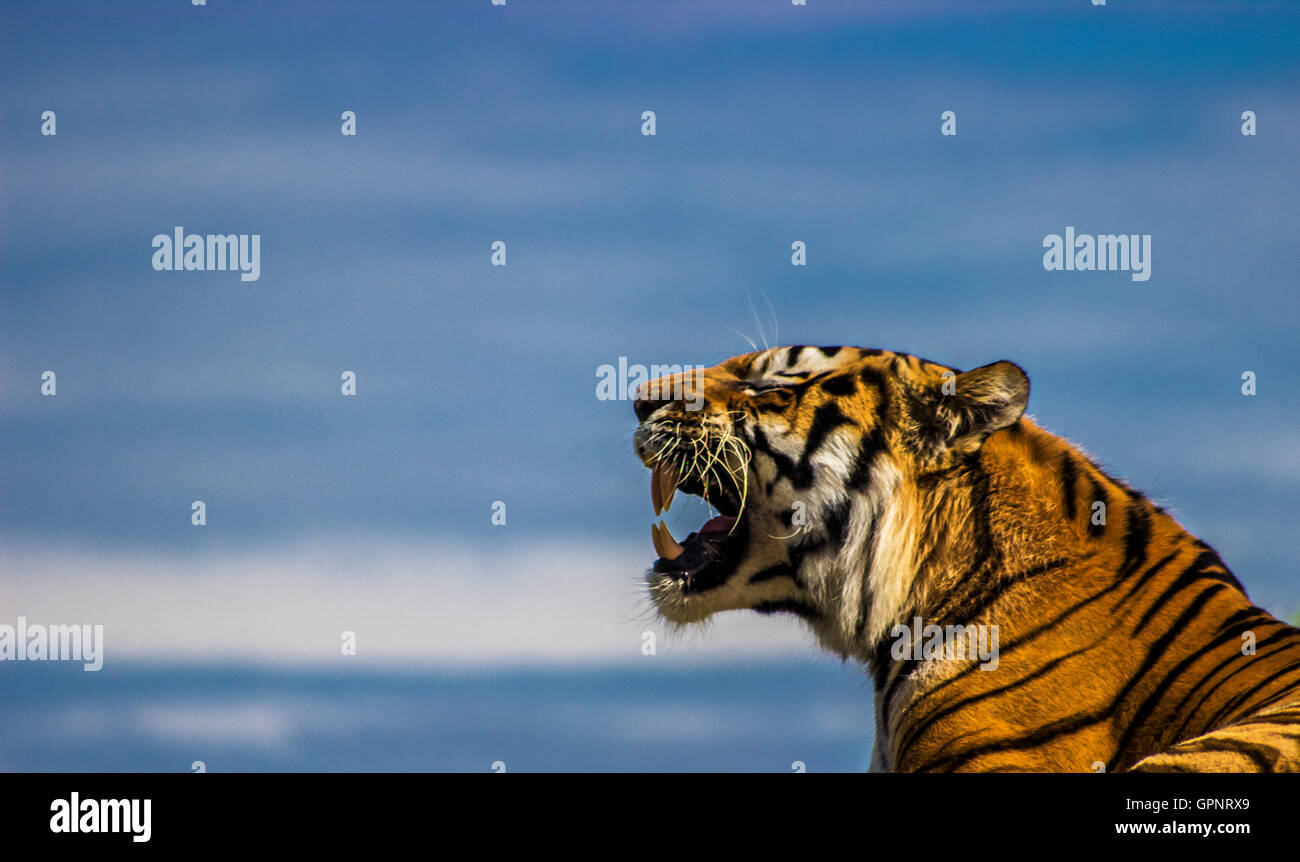 Rugissement du tigre Banque D'Images