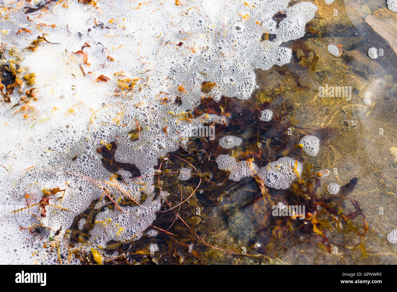 Fucus vésiculeux (Fucus vesiculosus) et mousse rassemblement dans la baie littorales peu profondes. Banque D'Images