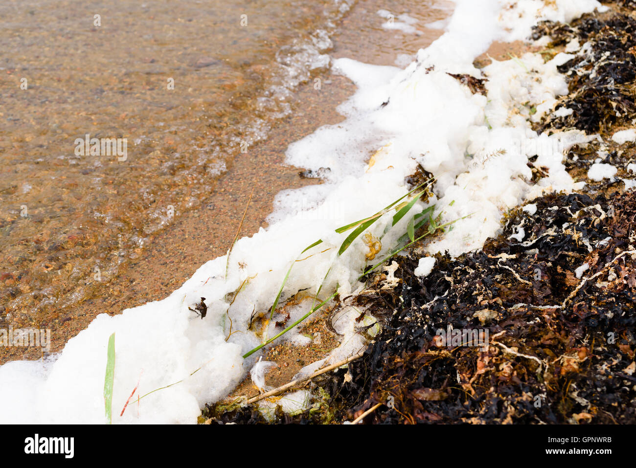 Fucus vésiculeux (Fucus vesiculosus) et mousse rassemblement dans la baie littorales peu profondes. Banque D'Images