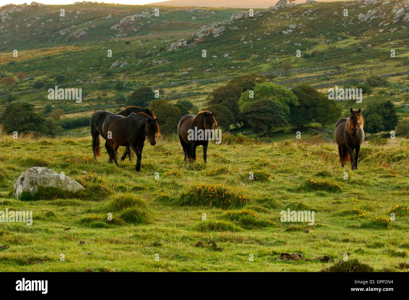 Poneys Dartmoor vivre la liberté la lande leur donne de se déplacer librement sur les reliefs. Vallées et collines Banque D'Images