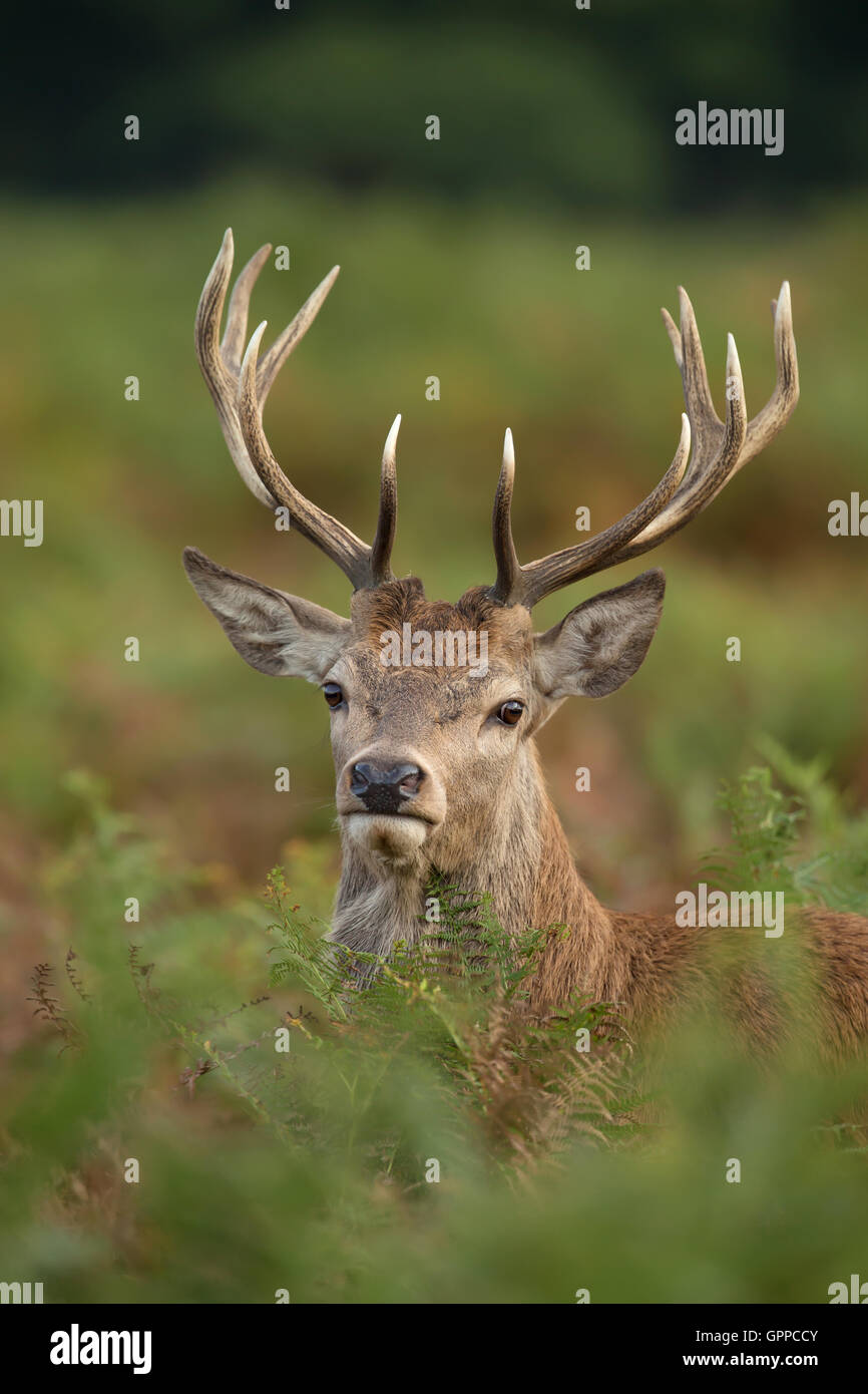Close up of a young red deer stag Banque D'Images