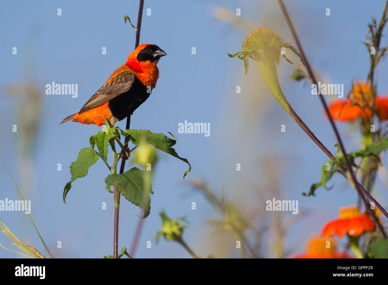 Le Sud de l'homme (Euplectes orix évêque rouge) et orange fleurs Banque D'Images Le Sud de l'homme (Euplectes orix évêque rouge) et orange fleurs Banque D'Images