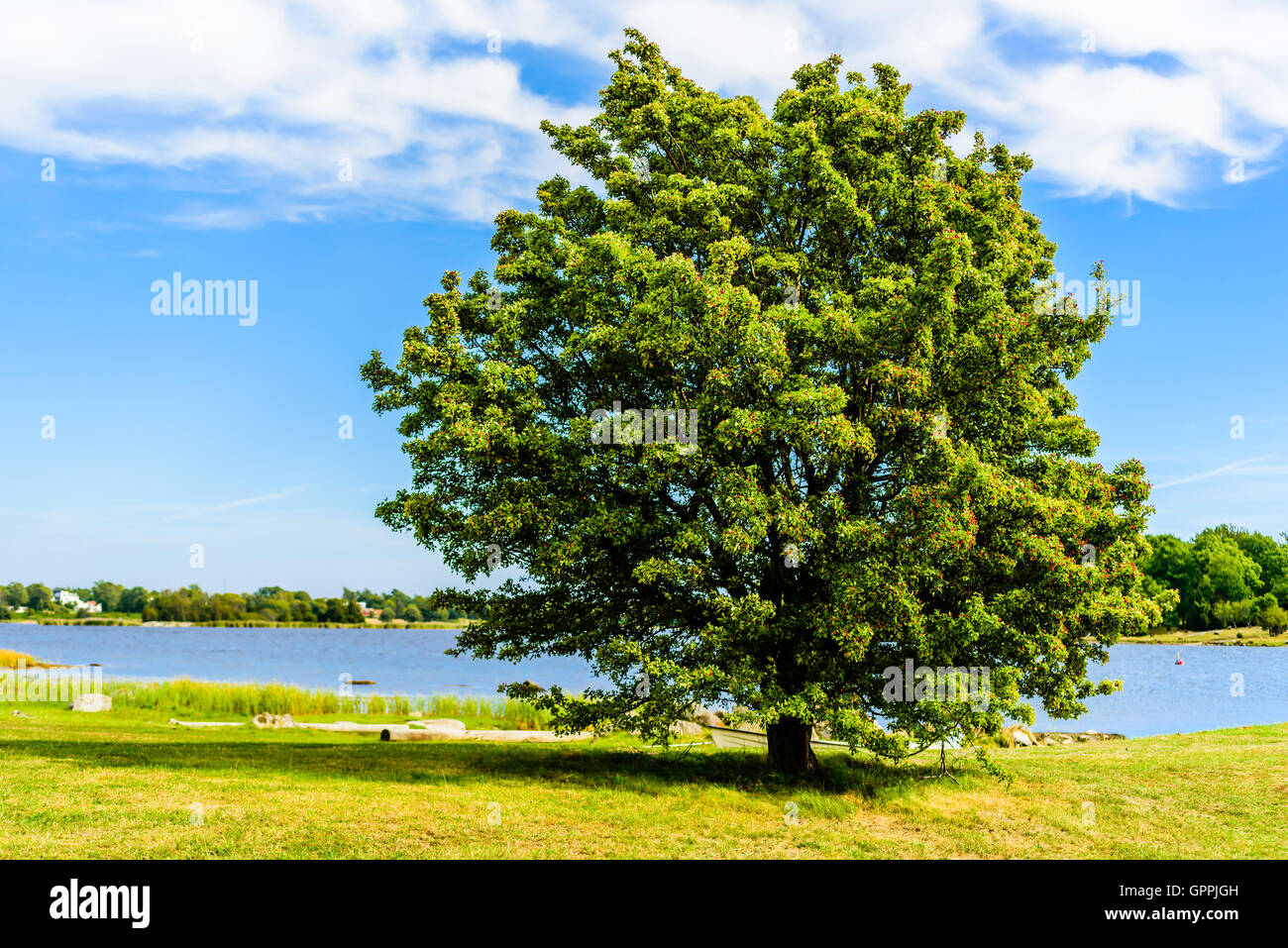 Belle Quercus palustris suédoise (Sorbus intermedia) avec des fruits rouges mûrs en paysage côtier. Banque D'Images