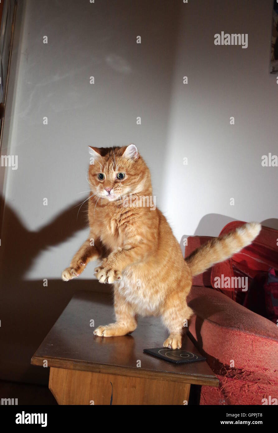 Le gingembre chat jouant avec la souris jouet Banque D'Images