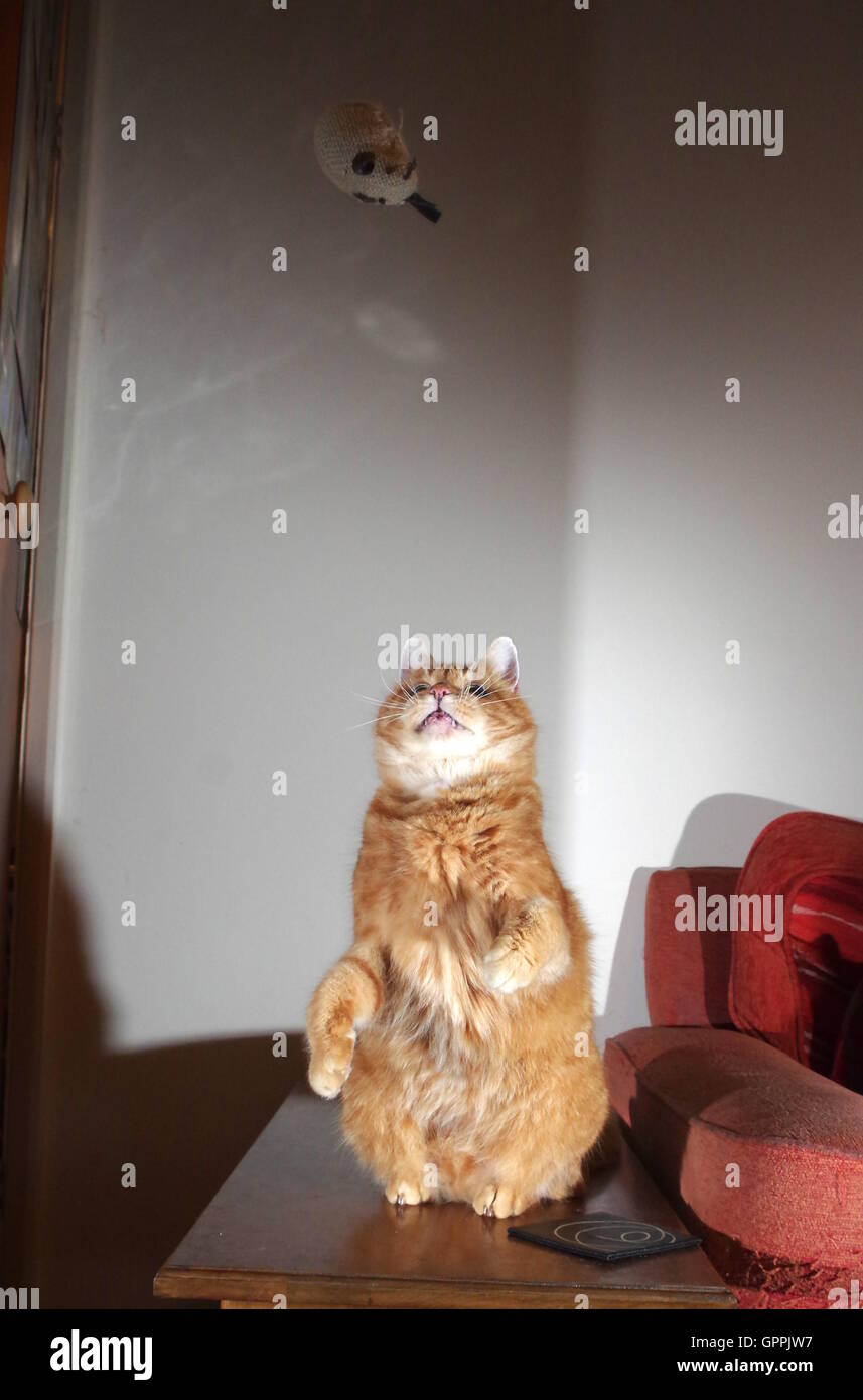 Le gingembre chat jouant avec la souris jouet Banque D'Images