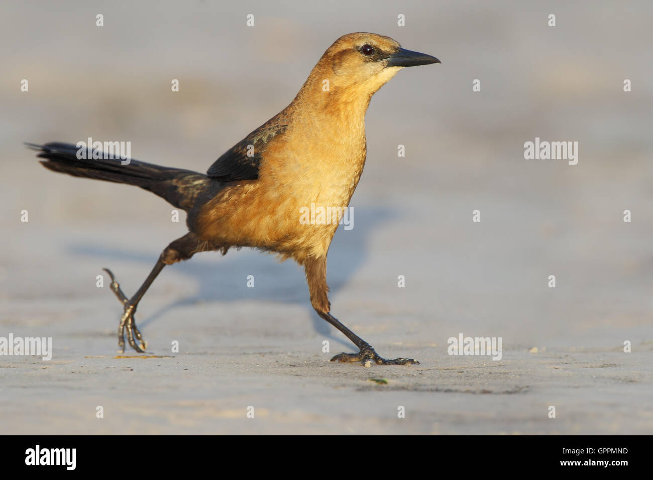 Voile-tailed) Quiscale bronzé (Quiscalus major femme marche, Kissimmee, Floride, USA Banque D'Images