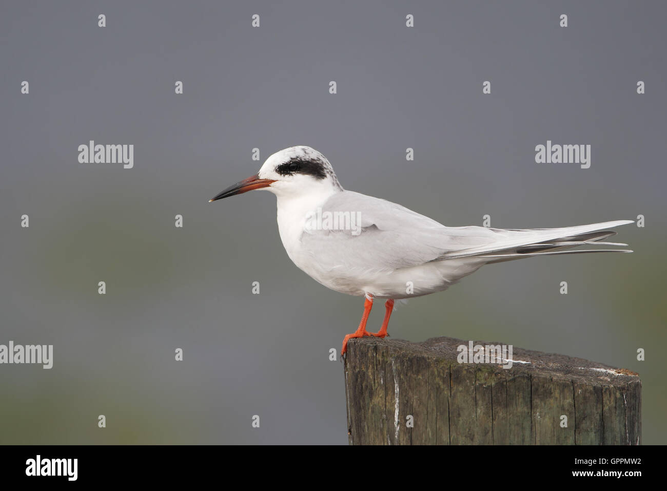 (Sterne de Forster Sterna forsteri) sur le post, Kissimmee, Floride, USA Banque D'Images