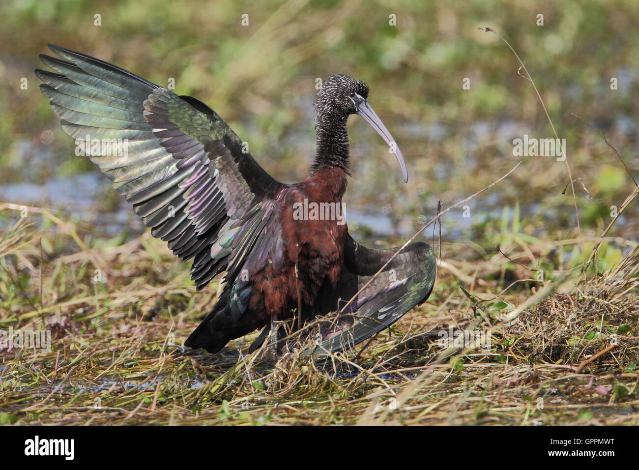 L'ibis falcinelle (Plegadis falcinellus) Comité permanent sur l'épandage aile, Kissimmee, Floride, USA Banque D'Images