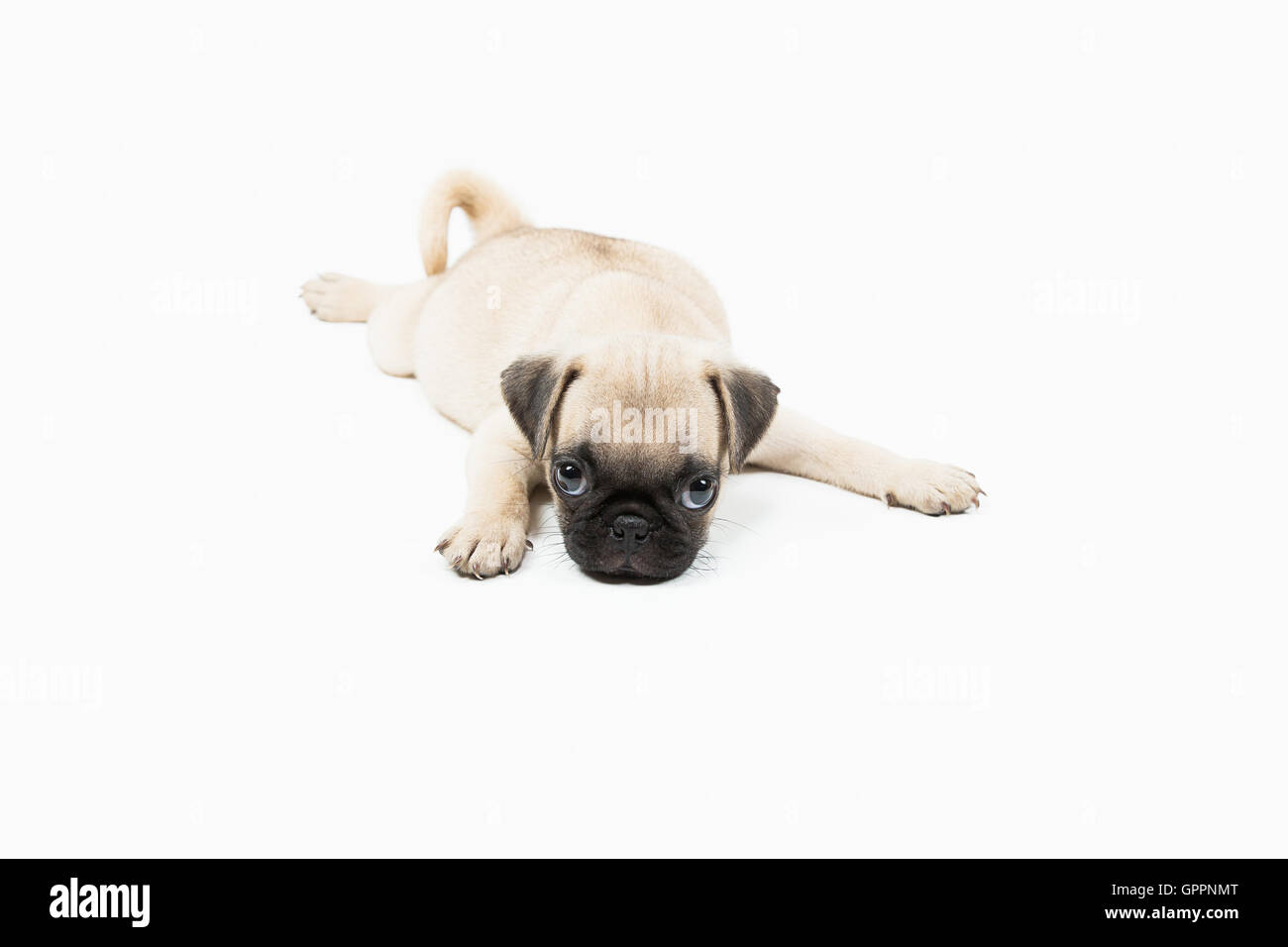 Un chiot pug couchés dans un fond blanc Banque D'Images