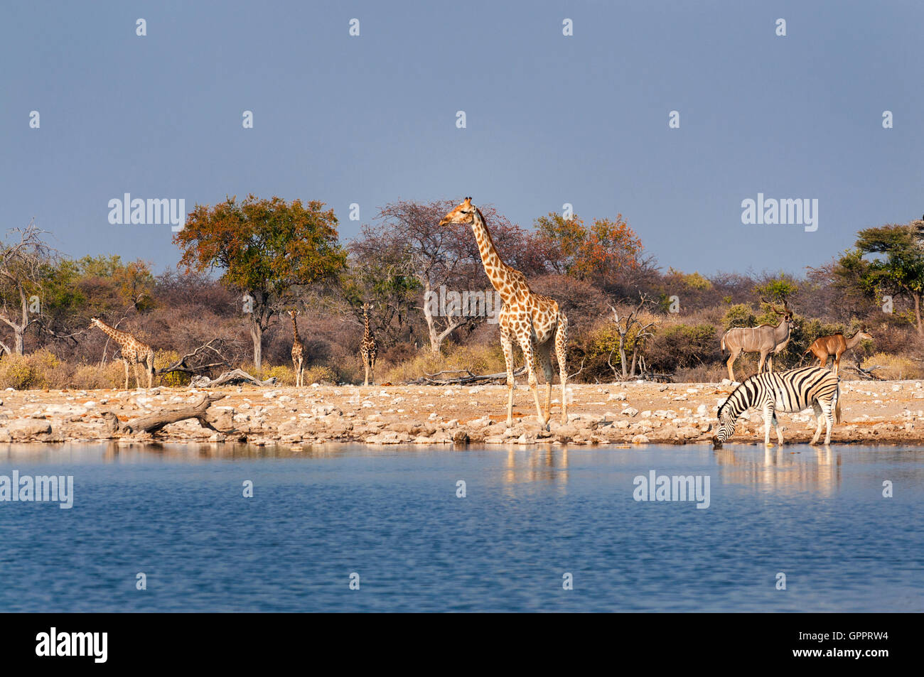 Groupe d'animaux sauvages à proximité d'un étang dans le Parc National d'Etosha, en Namibie ; le concept de voyage en Afrique et safari Banque D'Images Groupe d'animaux sauvages à proximité d'un étang dans le Parc National d'Etosha, en Namibie ; le concept de voyage en Afrique et safari Banque D'Images