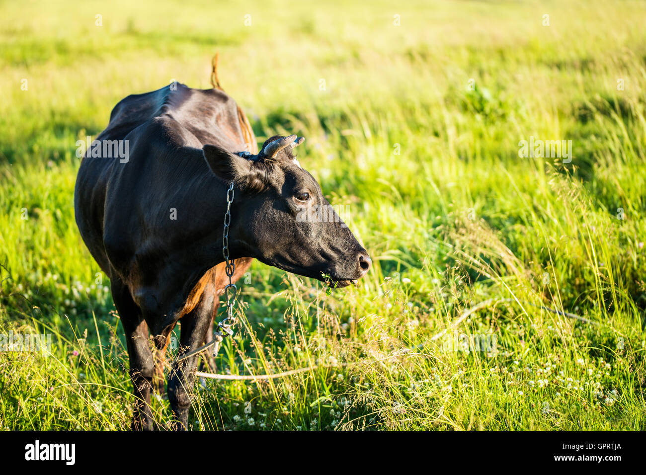 Vache au pâturage Banque D'Images